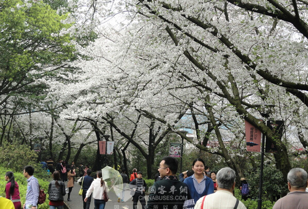 贵州遵义公交车免费接送樱花节游客