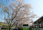 上海最美公交车站成热门赏樱花地